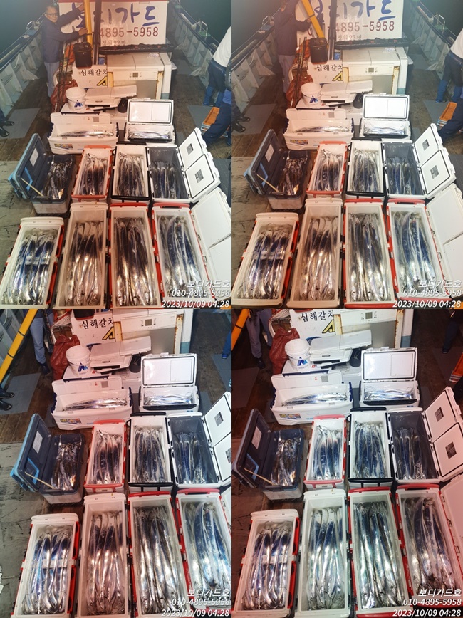 #진도보디가드호 "심선장" ==>> 왕갈치 조황 <3~6지까지 !!  잘 나와요~~>