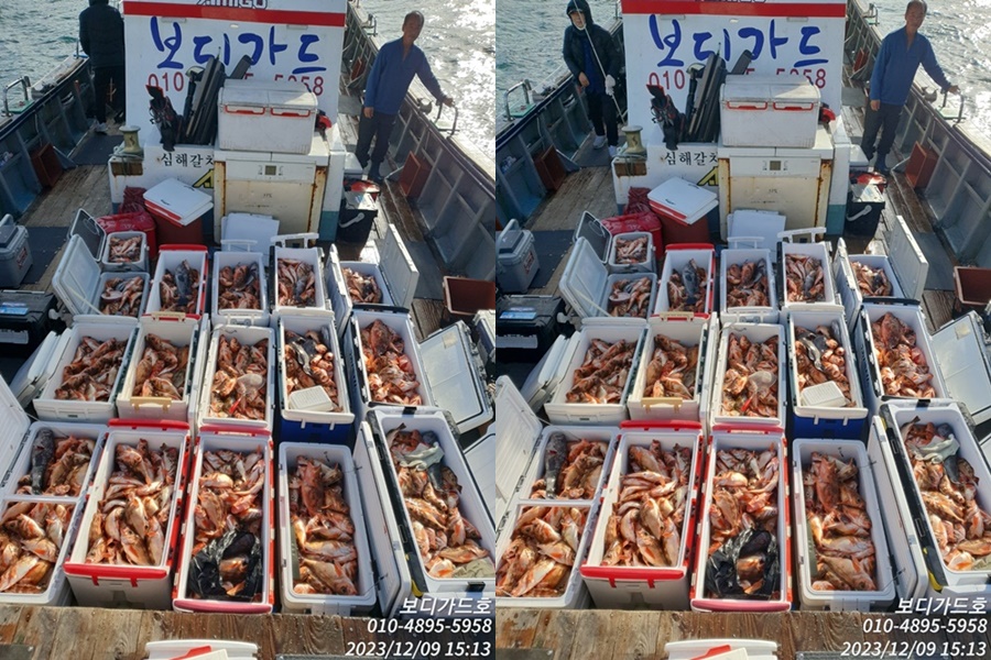 #진도보디가드호 "심선장" => 왕열기 + 왕우럭 쿨러 조황 <<자리여유 많이 있습니다. >>