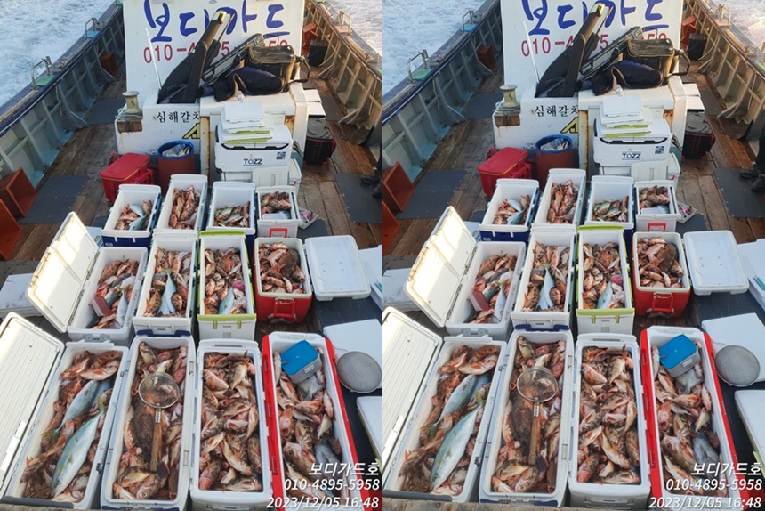 23. 12.05 ★ 심선장 ==> 왕열기+왕우럭 쿨러 조황 <자리여유 >