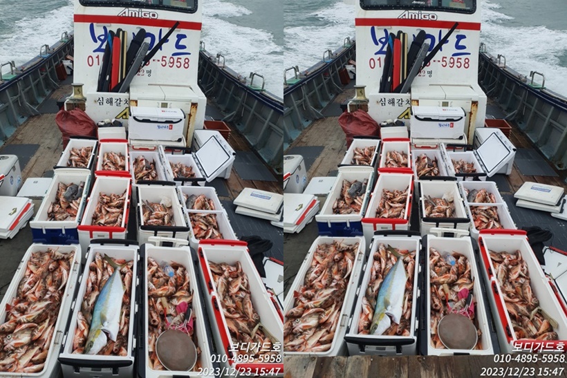 23. 12. 23 #진도보디가드호 #심선장 #물색이 좋아지고 있어요 #반쿨에서 만쿨까지 #왕열기조황