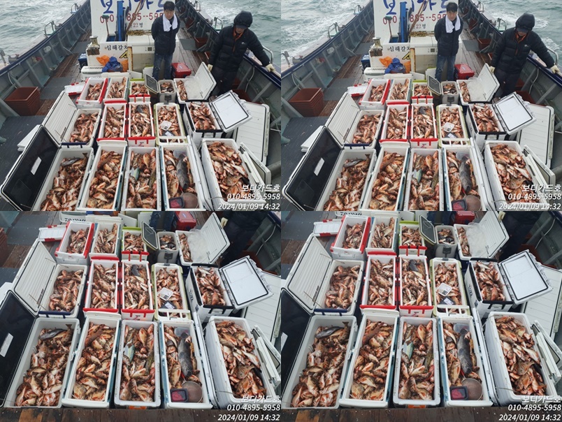 #진도보디가드호 "심선장" => 왕열기 + 왕우럭 쿨러 조황 <<자리여유 많이 있습니다. >>