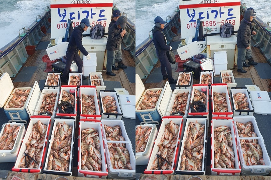 #진도보디가드호 #심선장 #왕열기쿨러가득한 #굿조황 #1/5(금) #자리여유