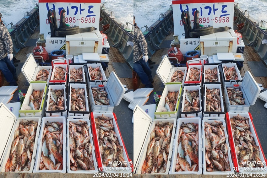 #진도보디가드호 "심선장" => 왕열기 + 왕우럭 쿨러 굿~조황 <<자리여유 많이 있습니다. >>