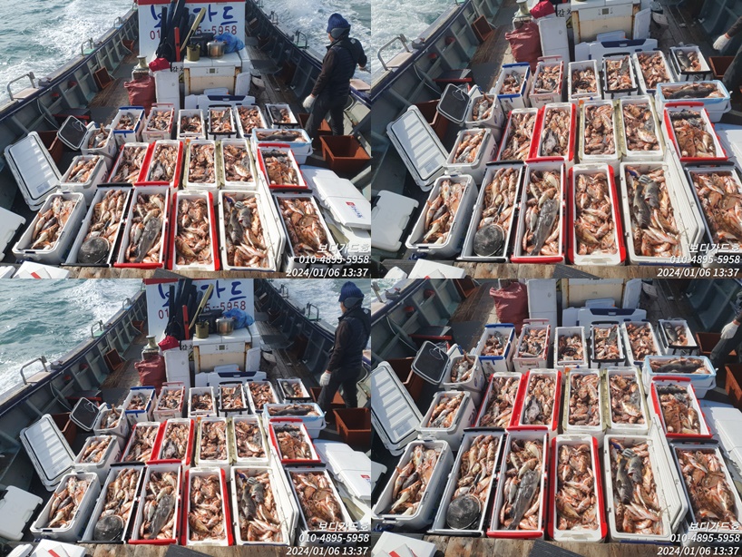 #진도보디가드호 "심선장 " 왕열기+왕우럭 쿨러 만땅!!! < 1/8(월)-9(화) 자리여유 많이 있습니다.