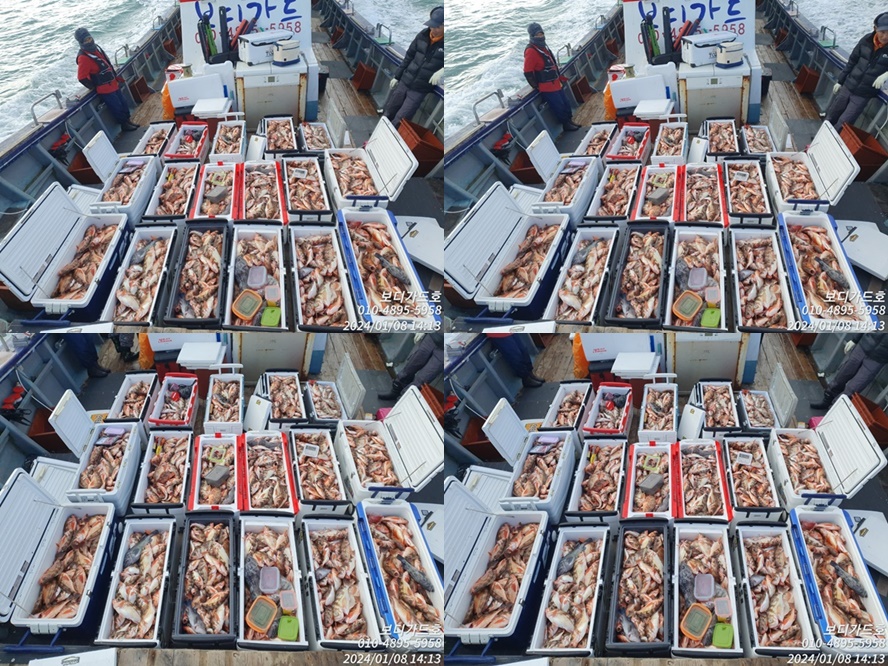 ★ 진도보디가드호 "심선장 " 왕열기+왕우럭 쿨러 만땅~!  < 1/9(화)4자리여유 >