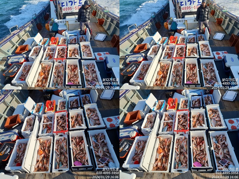 #진도보디가드호 "심선장" => 왕열기 조황 <<자리여유 많이 있습니다. >>