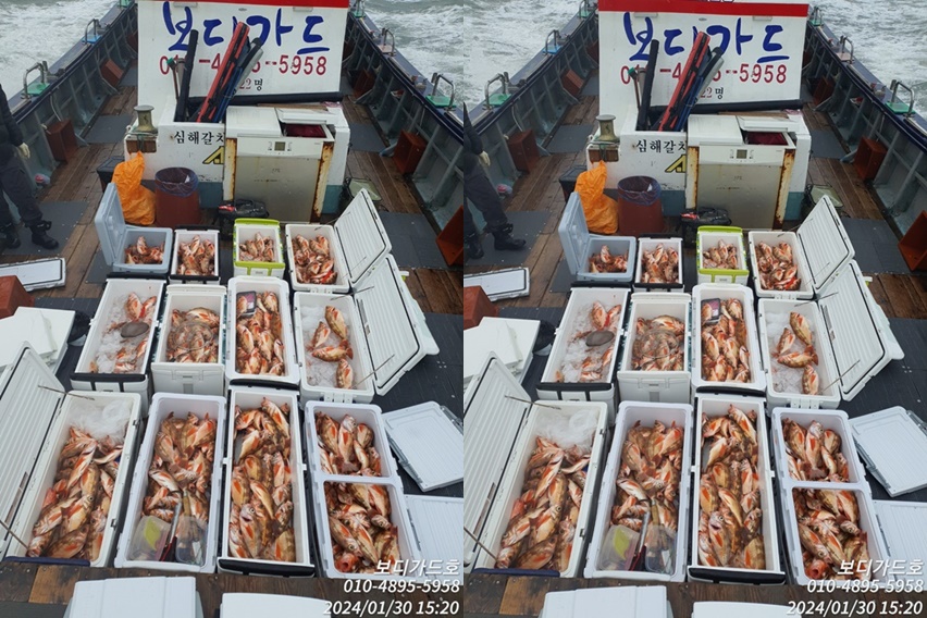 #진도보디가드호 "심선장" => 왕열기 조황<<자리여유 많이 있습니다. >>