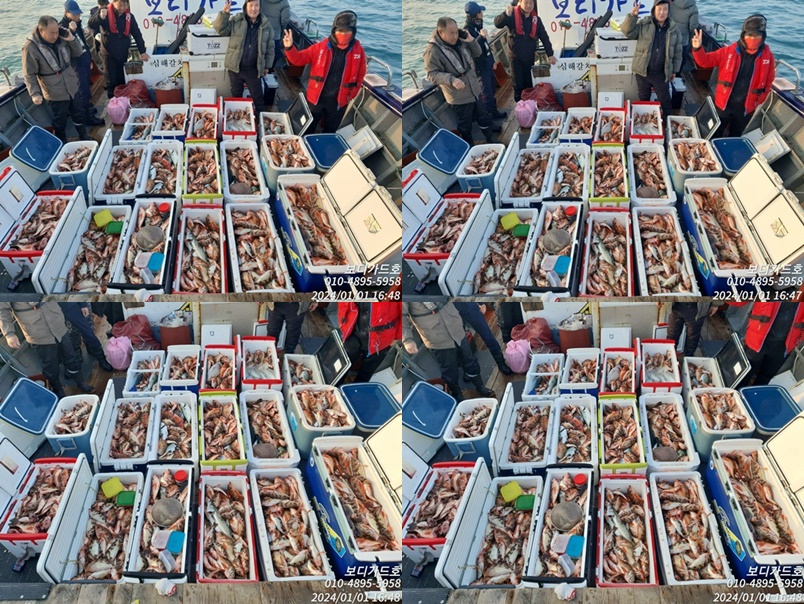 #진도보디가드호 "심선장" => 왕열기 + 왕우럭 쿨러 가득한 조황 <<자리여유 많이 있습니다. >>