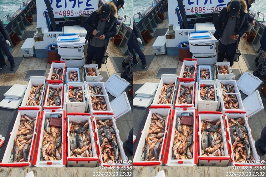 #진도보디가드호 "심선장" => 왕열기 + 왕우럭 쿨러 조황 <<자리여유 많이 있습니다. >>