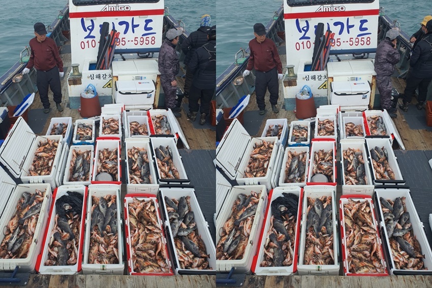 #진도보디가드호 "심선장" => 왕열기 + 왕우럭 쿨러 조황 <<자리여유 많이 있습니다. >>