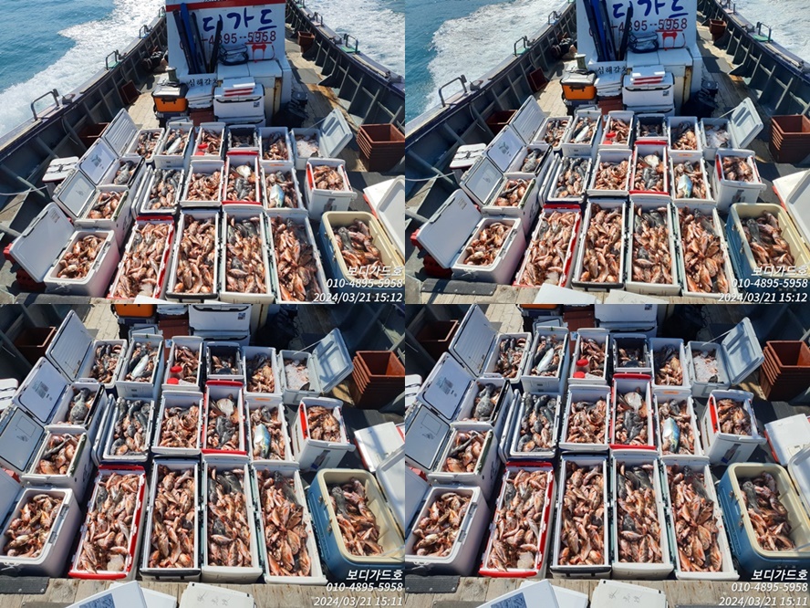 24. 3. 21 ★ [진도보디가드호] "심선장" 왕열기+왕우럭 쿨러 가득한 조황 #자리여유 많이