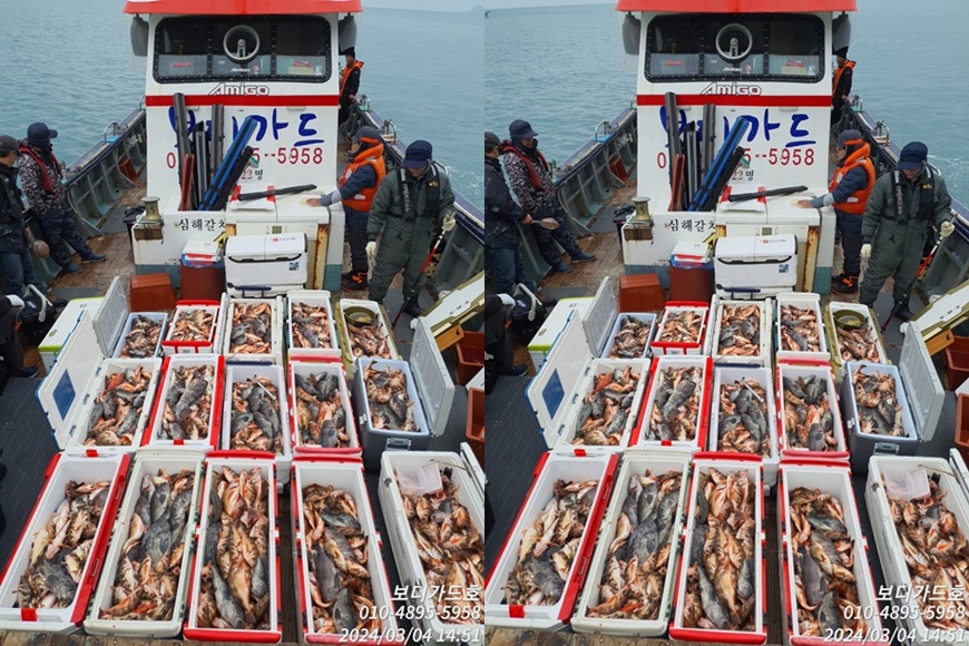 #진도보디가드호 "심선장" => 왕열기 + 왕우럭 쿨러 조황 <<자리여유 많이 있습니다. >>