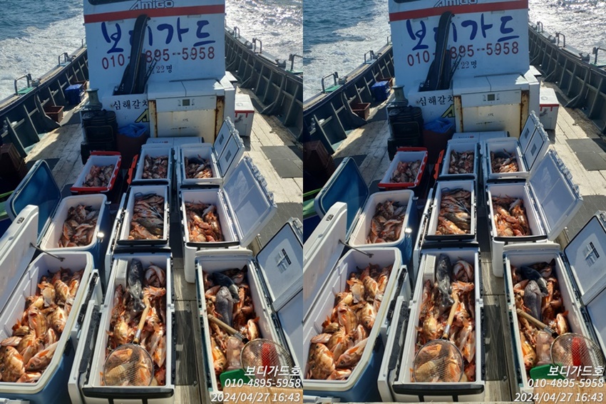 [ 진도보디가드호 ] "심선장" ==> 왕열기 쿨러 조황입니다.