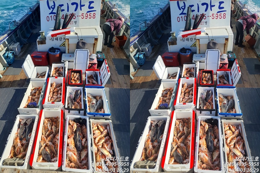 #진도보디가드호 #심선장 #왕열기 #왕우럭 #조황 #자리여유