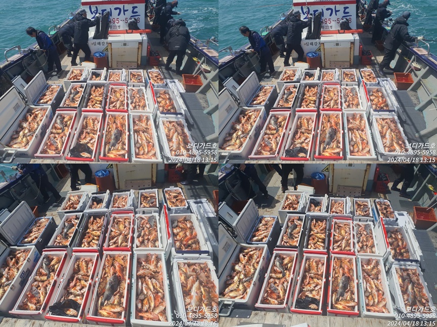 #진도보디가드호 #심선장 #왕열기&왕우럭 #열기꽃이 활~~짝 #쿨러가득