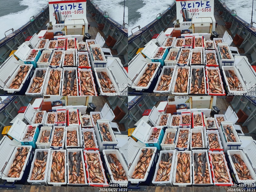 #진도보디가드호 "심선장" => 왕열기 + 왕우럭 쿨러 조황 <<자리여유 많이 있습니다. >>