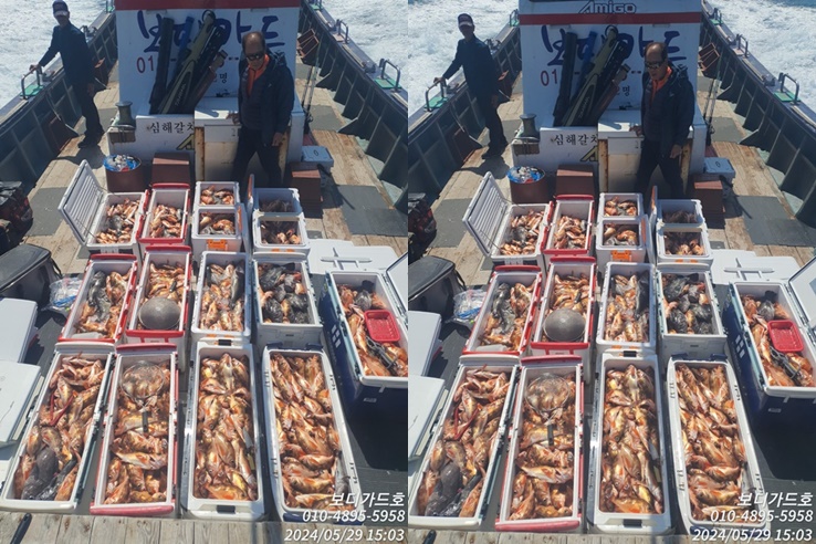 #진도보디가드호 #심선장 #왕열기 #왕우럭 #조황 #자리여유