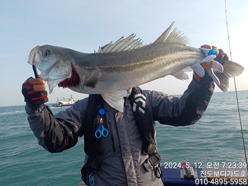 [진도보디가드호 ] "심선장 " 갑작스럽게 농어 출조 하여 조황올립니다.