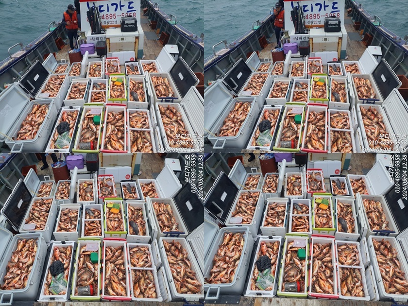 [진도보디가드호 ] 열기꽃이 활~~짝!!!! 만개 하였습니다. <5/6(월) 자리여유 많이 있습니다. >