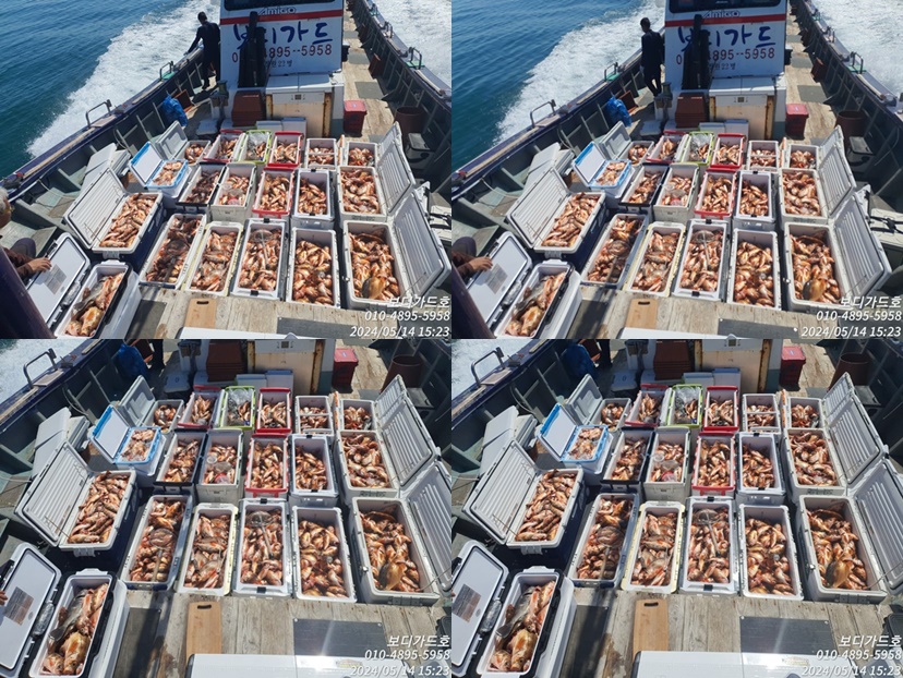 #심선장 #왕열기쿨러가득!!! #다음주 #농어 #타이라바 출조 <자리여유>