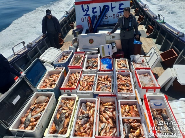 #진도보디가드호 #심선장  #왕열기+왕우럭 #쿨러 가득한 조황입니다.