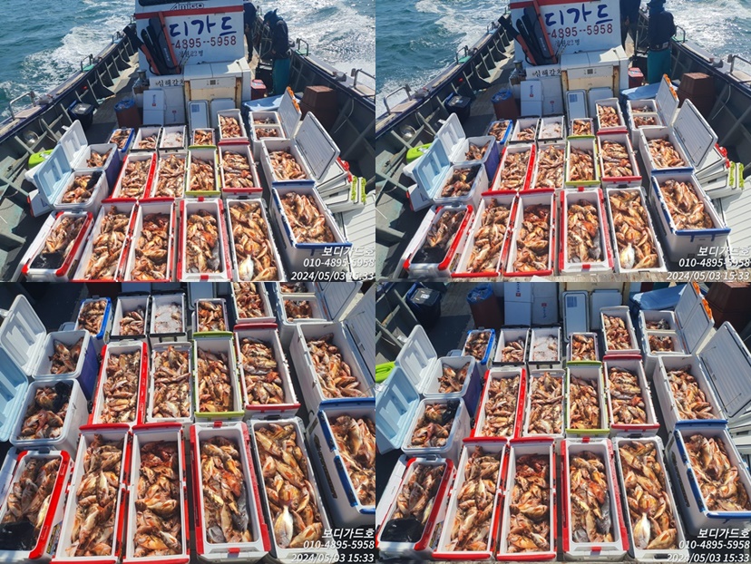 #진도보디가드호 #심선장 #왕열기 쿨러 만땅 굿 조황 #자리여유