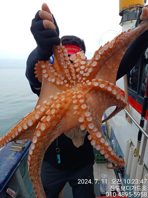 #보디가드호 #심선장 #고흥 #돌문어 #조황 #7/13(토)자리여유