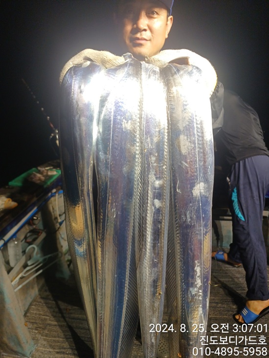 #진도보디가드호 #심선장 #왕갈치조황 #투채비가능 #9월부터자리여유