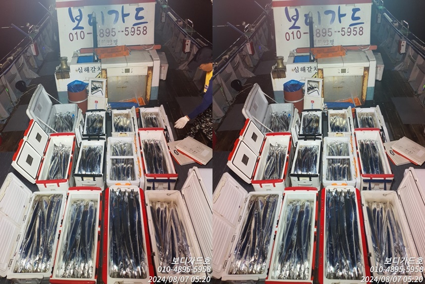 #진도보디가드호 "심선장" ==>> 왕갈치 조황입니다. <<자리여유 많이 있습니다. >>