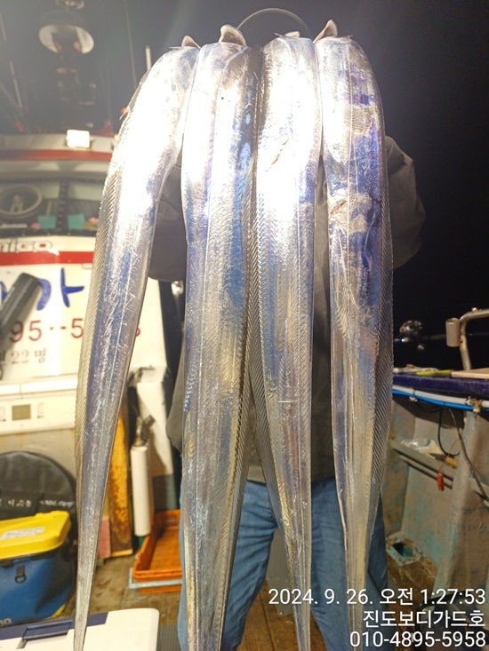 24. 9. 25 #진도보디가드호 #심선장 #귀~한 #왕갈치조황 #9/26(목)자리여유