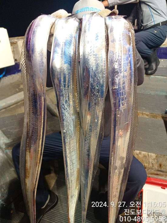 24. 9. 26 #진도보디가드호 #심선장  #살아나는 #왕갈치조황 #자리여유