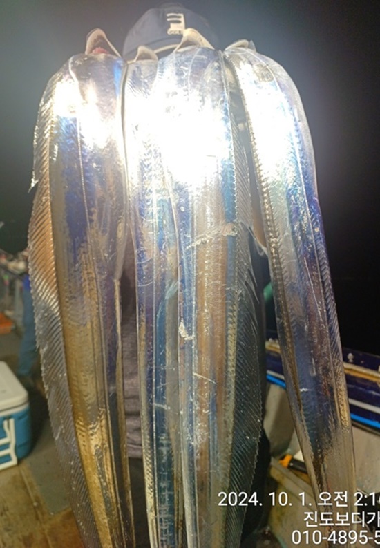 24.9.30 ＃진도보디가드호 #심선장 #왕갈치조황 #10월자리여유