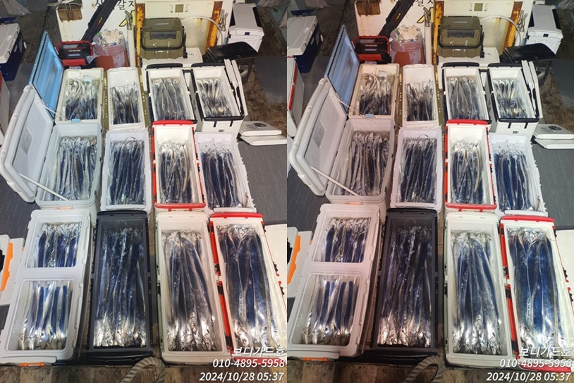 24. 10. 27 ★ #진도보디가드호 #심선장 #왕갈치조황 #씨알굿!! #마릿수 굿!! #오늘 자리여유