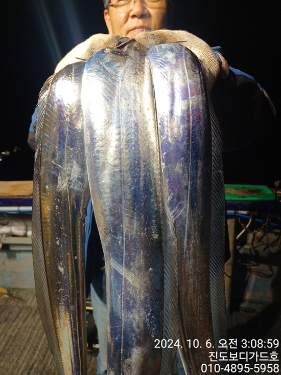 #진도보디가드호 #심선장 #씨알좋은 #왕갈치조황 #오늘 #자리여유