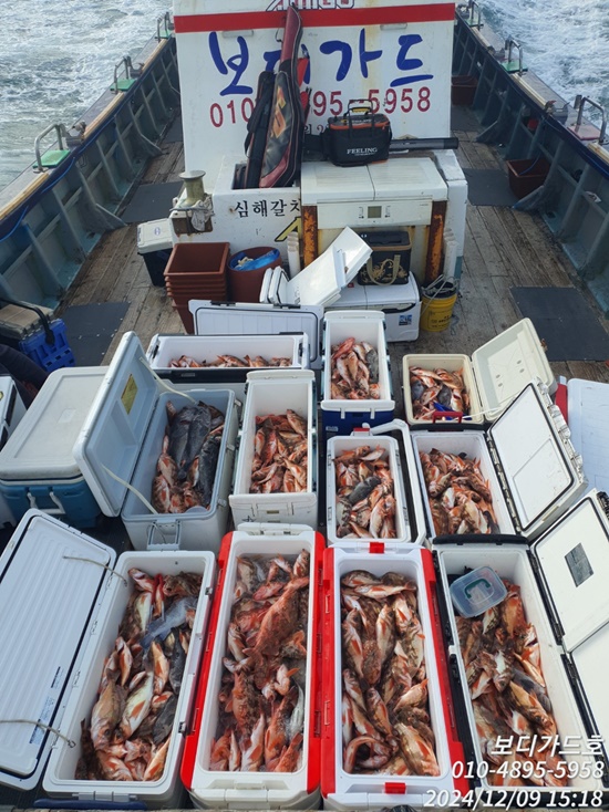 #진도보디가드호 "심선장" => 왕열기 + 왕우럭 쿨러 조황 <<자리여유 많이 있습니다. >>