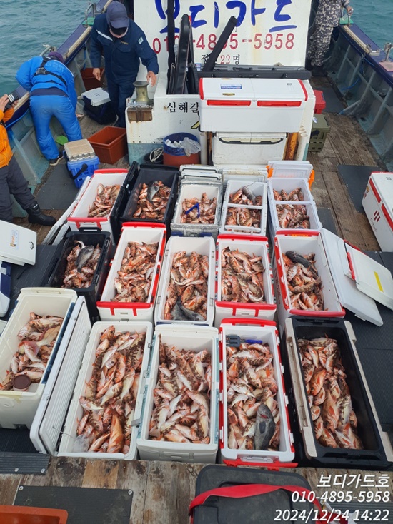 24.12.24 ★ #보디가드호 #심선장 #왕열기+왕우럭 쿨러조황입니다. <다음주 자리여유많이 ! >