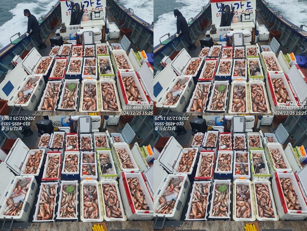 #진도보디가드호 "심선장" => 왕열기 + 왕우럭 쿨러 조황 <<자리여유 많이 있습니다. >>