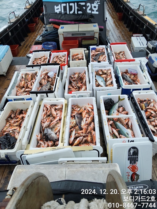 #보디가드 2호 #왕열기#왕우럭 #쿨러조황입니다. #다음주 자리여유 많이 있어요~