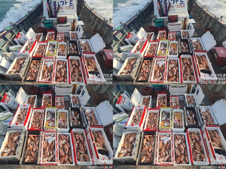 #진도보디가드호 #심선장 #왕열기 #쿨러굿조황 #1/24(금)2자리여유