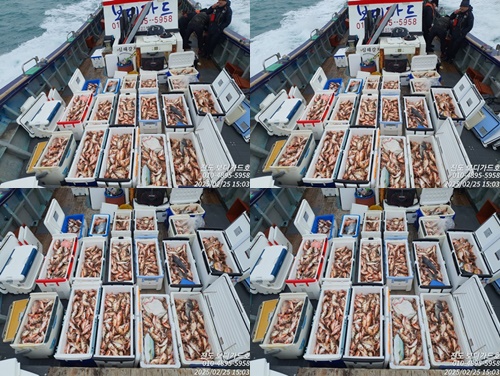 #보디가드호 #심선장 #왕열기 #쿨러조황 #내일 #2자리여유