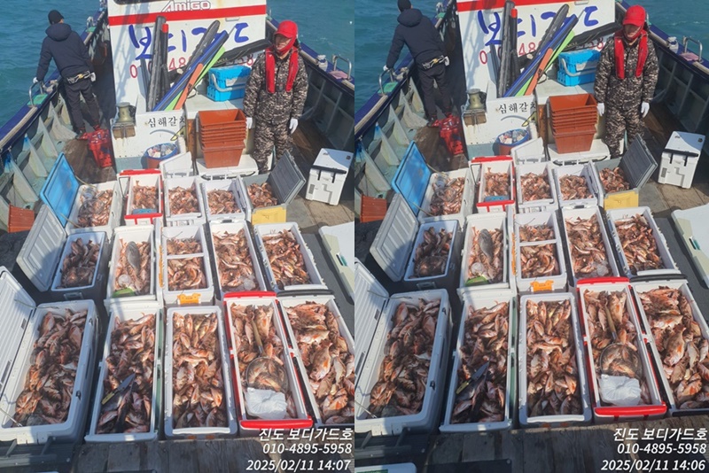 #진도보디가드호 #심선장 #왕열기 #쿨러조황 #이번주 #자리여유 #많이