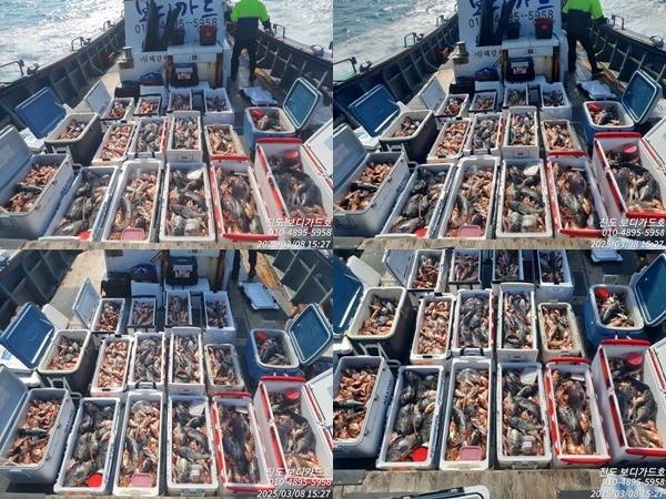 #보디가드호 #심선장 #왕열기 #왕우럭 #쿨러가득한조황 #3/10(월)4자리여유