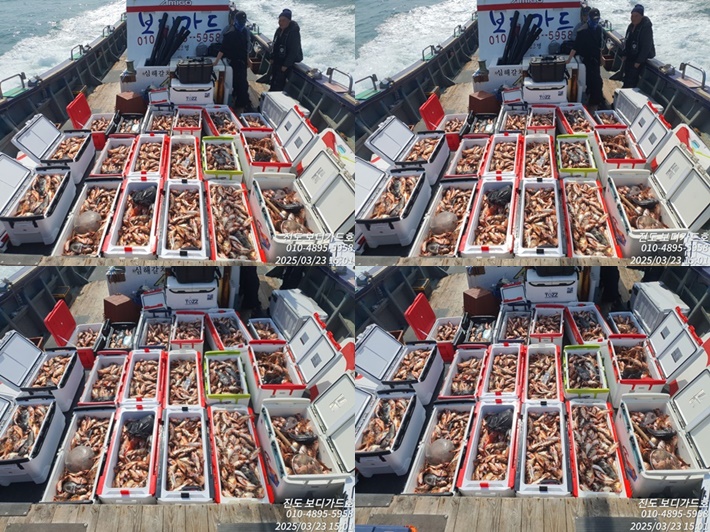 #진도보디가드호 "심선장" => 왕열기 + 왕우럭 쿨러 굿~ 조황 <<자리여유 많이 있습니다. >>