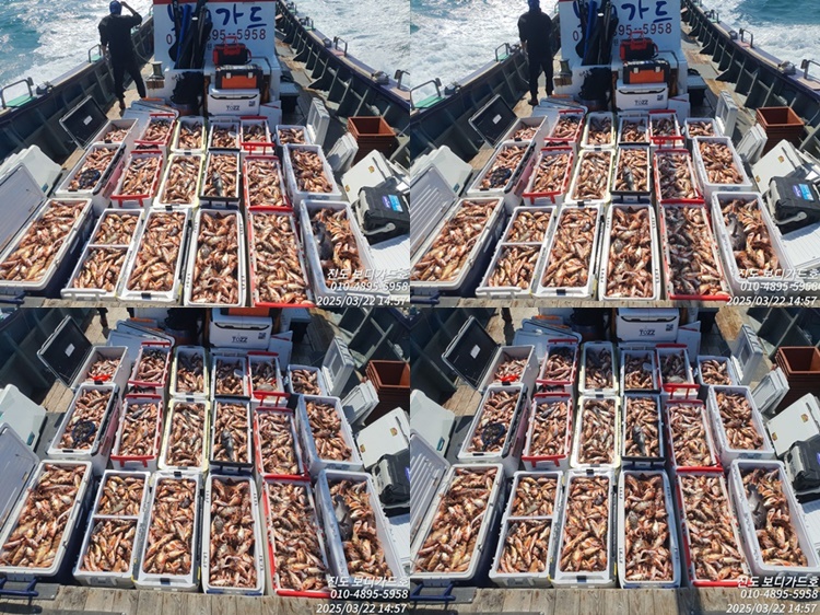 #진도보디가드호 #심선장 #왕열기 쿨러만땅 #조황 #다음주자리여유많이