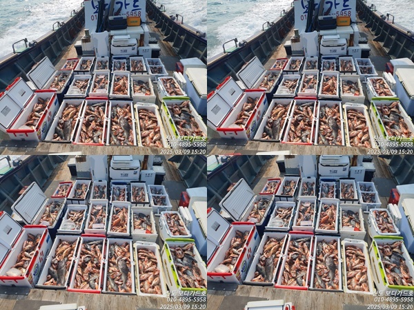 #보디가드호 #심선장 #왕열기 #왕우럭 #쿨러만땅!!#조황 #내일3자리여유