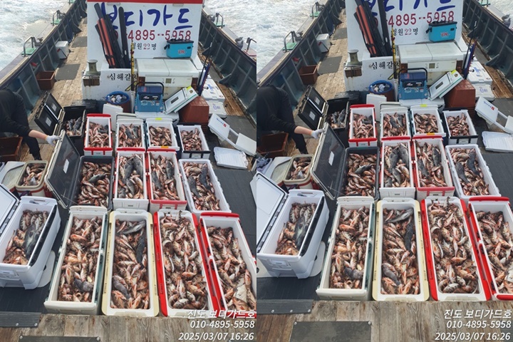 #심선장 #왕열기+왕우럭조황 ==> 다음주 자리여유 많이 있습니다.