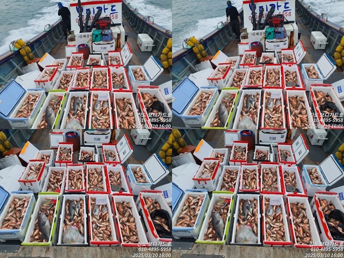 #진도보디가드호 #심선장 #왕열기쿨러조황 < 3/12(수)4자리여유 있습니다. >