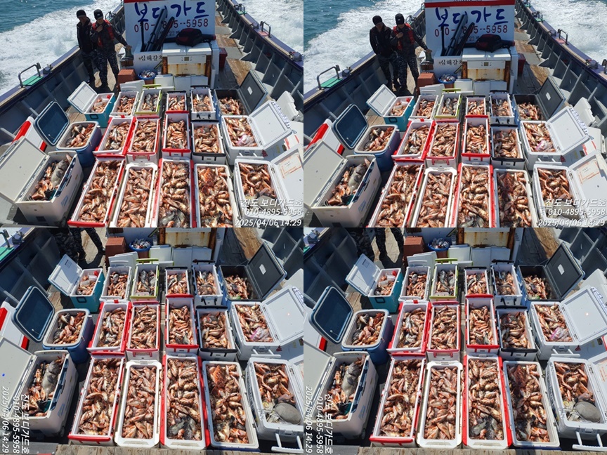 #진도보디가드호 #심선장 #왕열기 #왕우럭 #쿨러 굿 조황 #4/7(월)자리여유