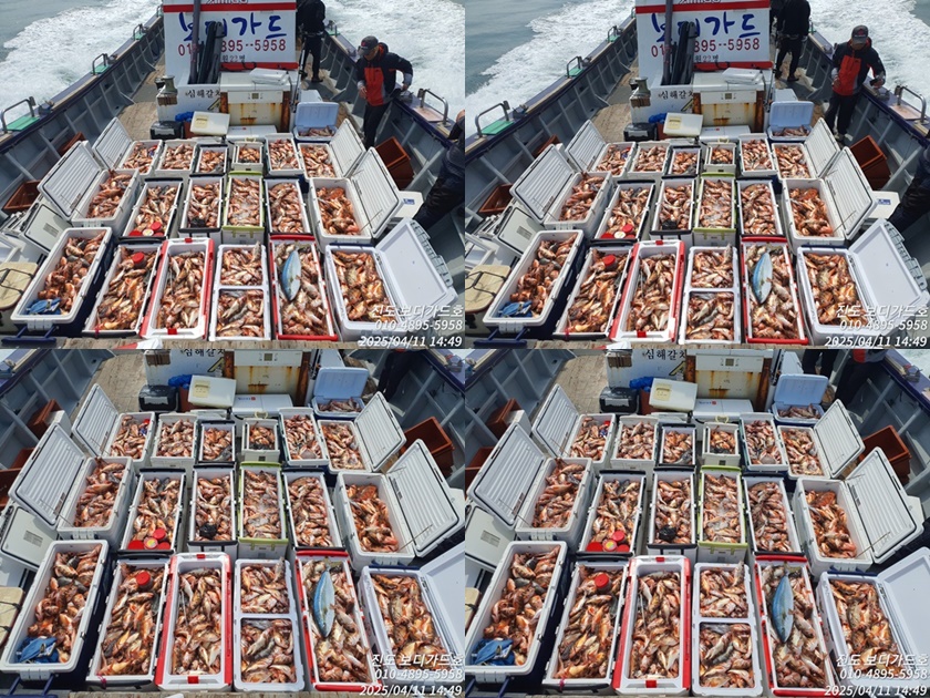 #진도보디가드호 #심선장 #왕열기 #왕우럭 #쿨러만땅!!!! #다음주자리여유