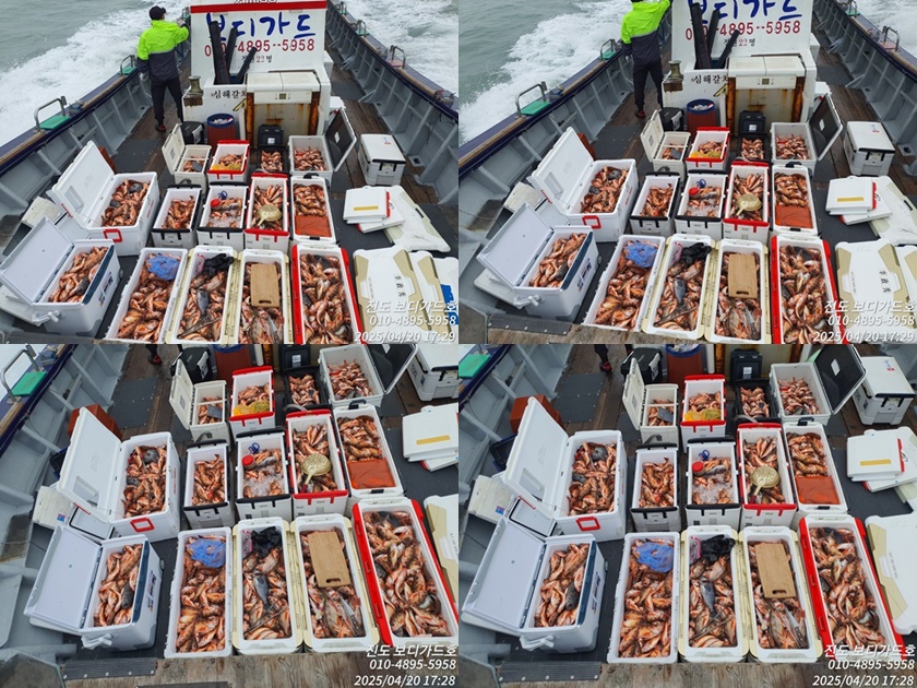 #진도보디가드호 #심선장 #왕열기 #쿨러조황 #다음주 #자리여유 #많이